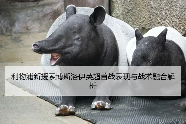 利物浦新援索博斯洛伊英超首战表现与战术融合解析